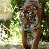 Hamilton Zoo's Tiger