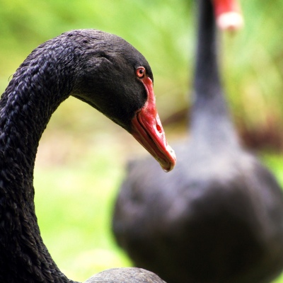 Black Swan at the Arboretum