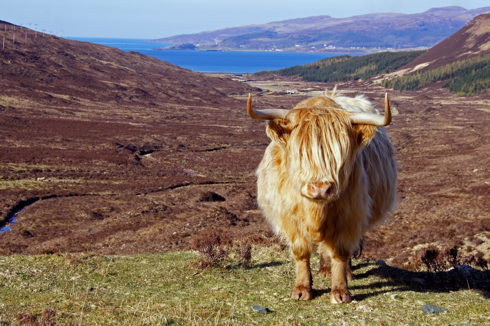 A Highland Cattle