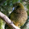 Kea at Birdlife Park