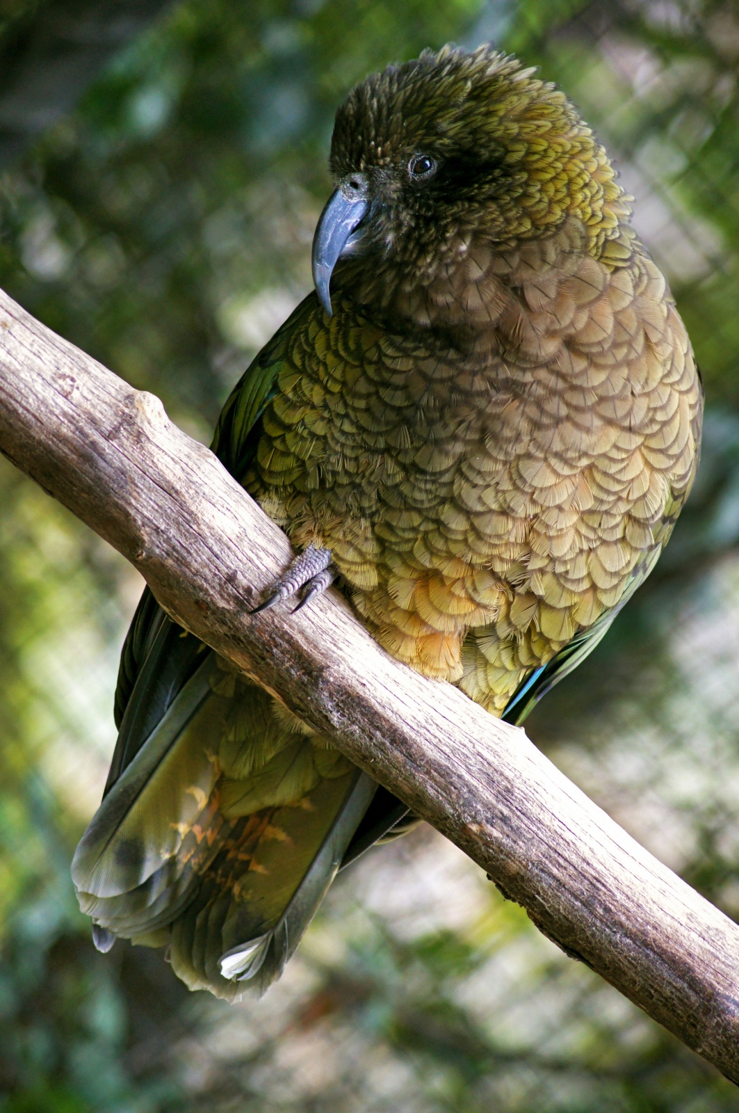 Kea at Birdlife Park