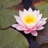 Water Lilly at the Lake