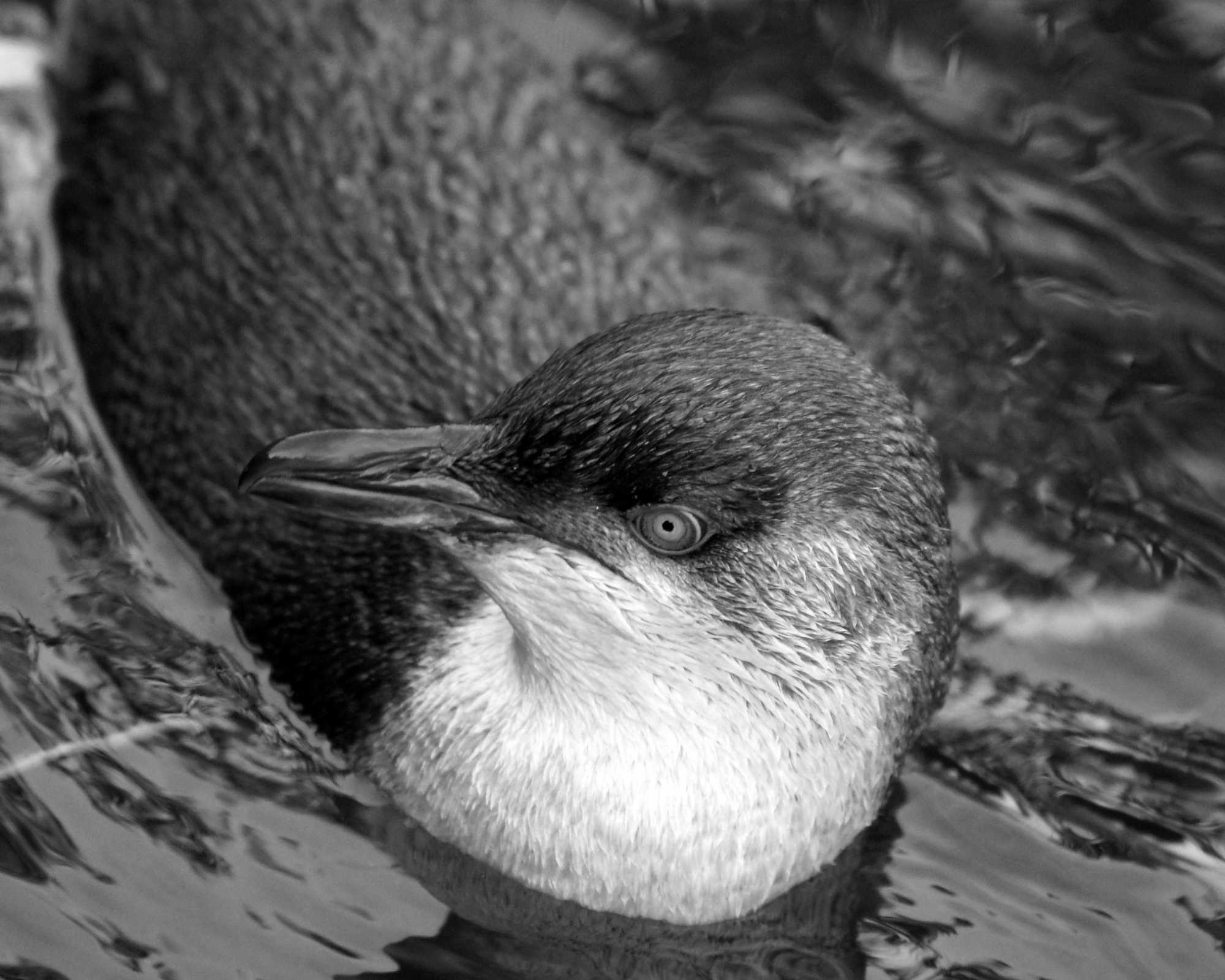 Penguin at The Auckland Zoo