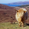 A Highland Cattle