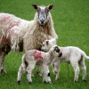 Sheep in New Cumnock