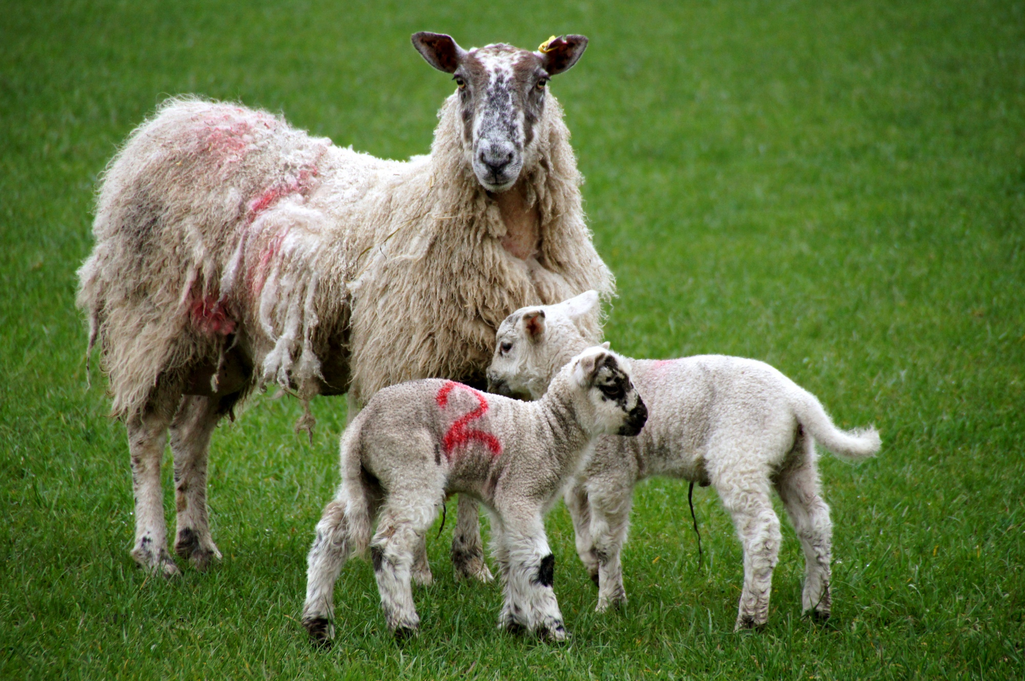 Sheep in New Cumnock